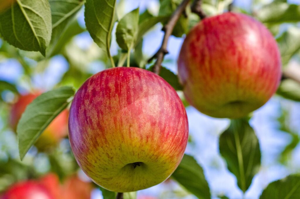 How Many Calories Are in a Fuji Apple