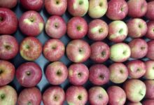 Are Fuji Apples Good For Baking
